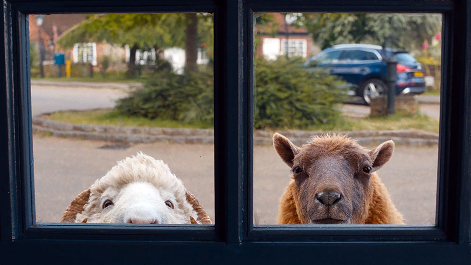 Glennkill Ein Schafskrimi Film 02